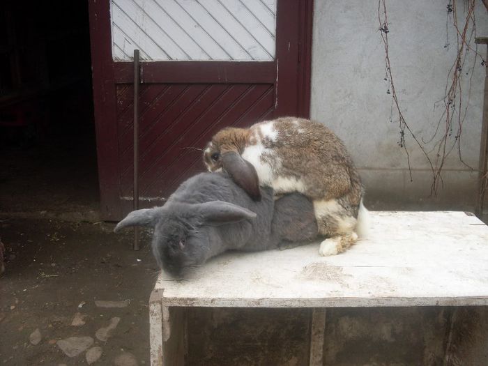 IMPERECHERE :); pereche
