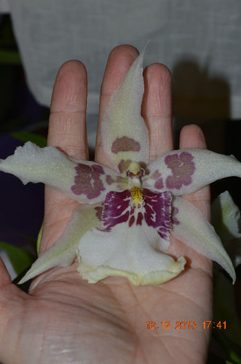 Beallara Tahoma Glacier - Cambria