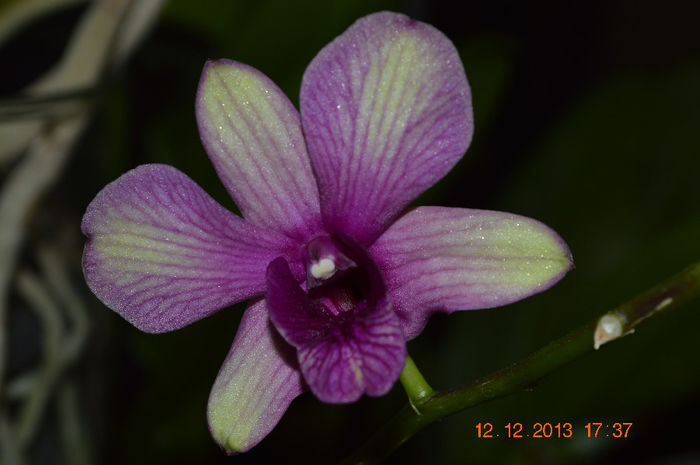 DSC_0444 - Dendrobium phalaenopsis