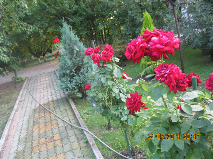 IMG_6228 - Gradina mea de vis de la SCHELA
