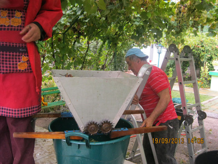 IMG_6933 - Gradina mea de vis de la SCHELA