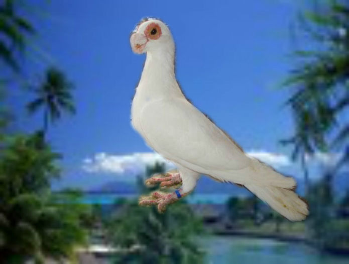 M 2012 - Pui din 2012 in 2013