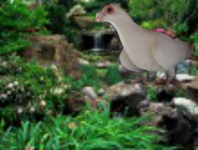 F 2012 - Pui din 2012 in 2013