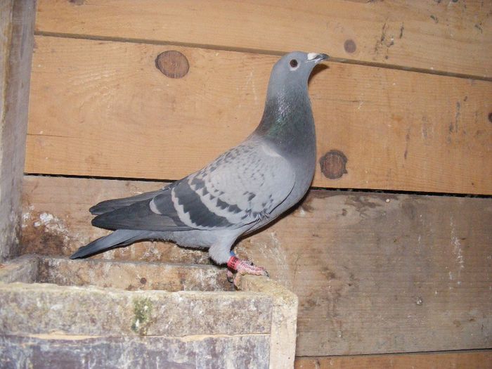 TERTES MIHAI - Porumbei arhiva