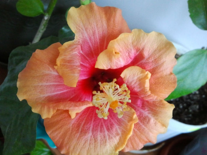 2014-01-02 - Hibiscusi 2013