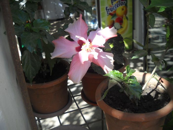 DSCN6667 - 0 floricele