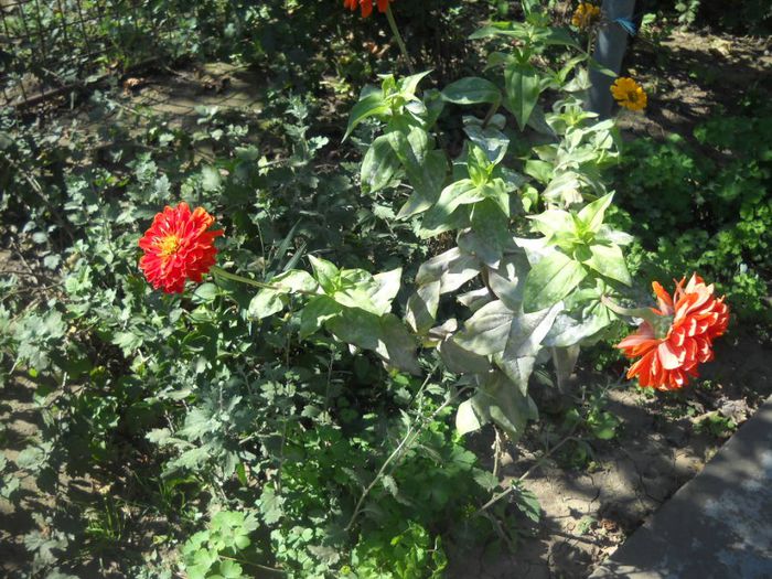 DSCN6678 - 0 floricele