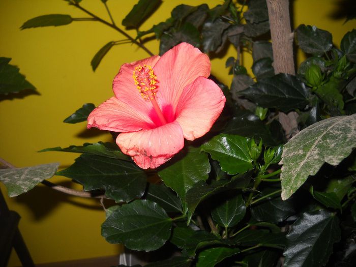 DSCN6684 - 0 floricele