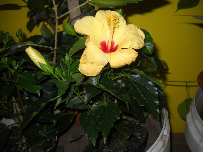 DSCN6685 - 0 floricele