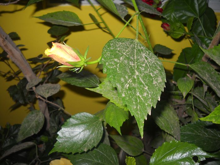 DSCN6687 - 0 floricele