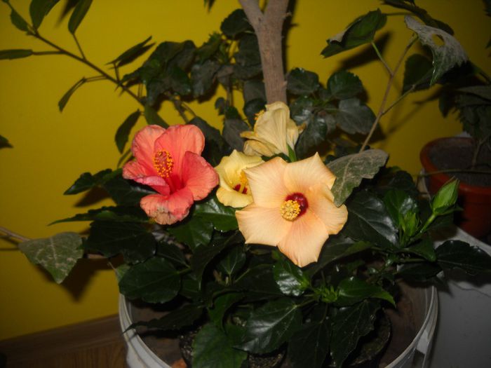 DSCN6689 - 0 floricele