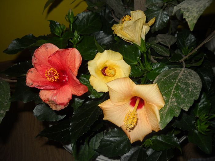 DSCN6690 - 0 floricele