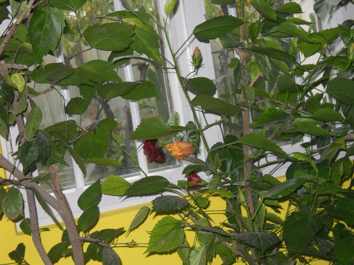 DSCN6691 - 0 floricele