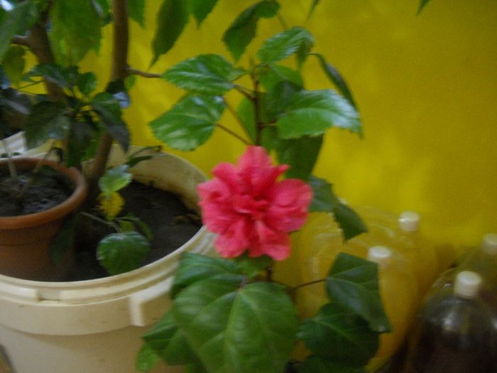 DSCN6693 - 0 floricele