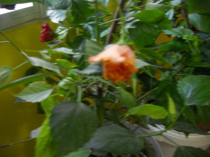 DSCN6694 - 0 floricele