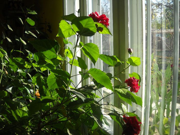 DSCN6698 - 0 floricele