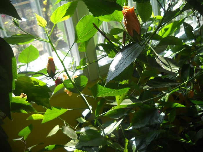 DSCN6699 - 0 floricele