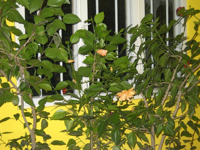 DSCN6714 - 0 floricele