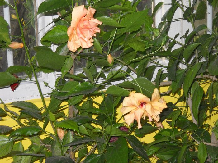 DSCN6715 - 0 floricele