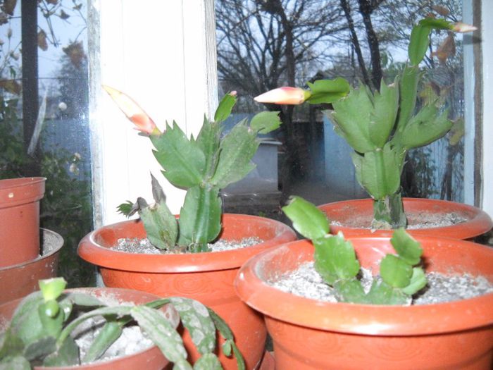 DSCN6729 - 0 floricele