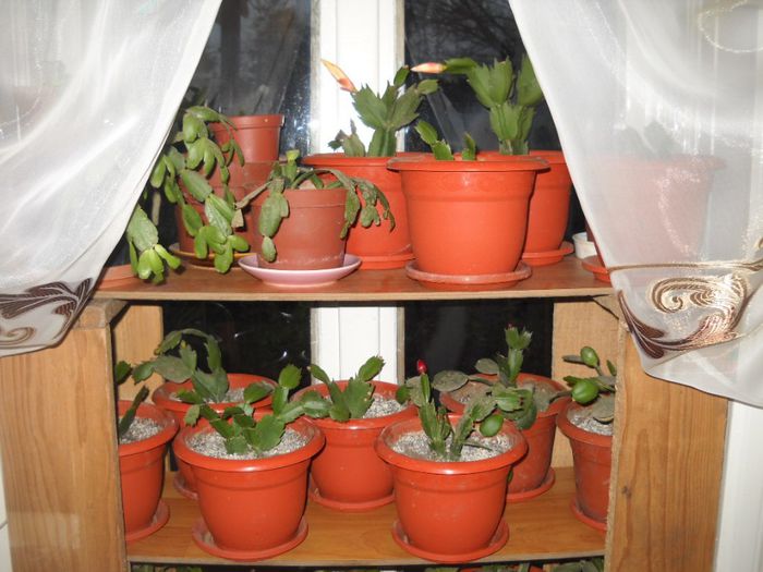 DSCN6730 - 0 floricele