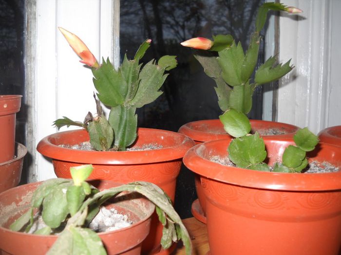 DSCN6731 - 0 floricele