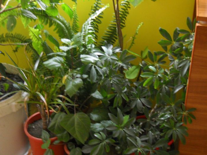 DSCN6733 - 0 floricele