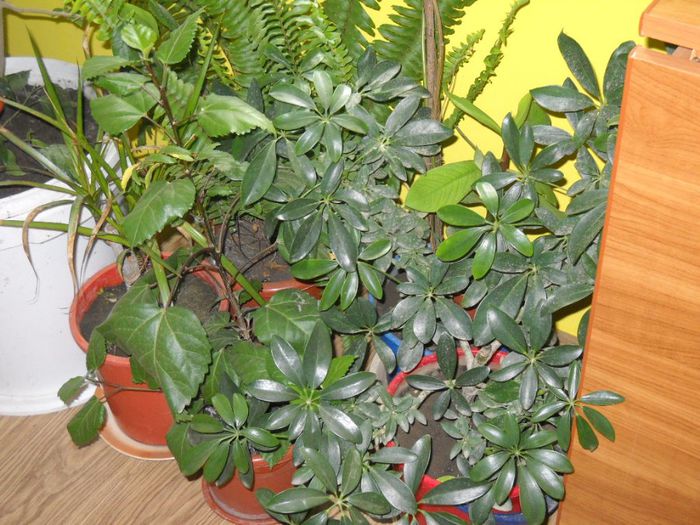 DSCN6737 - 0 floricele