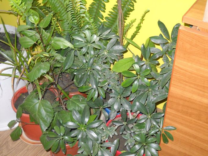 DSCN6738 - 0 floricele