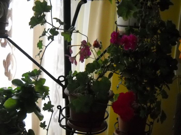 DSCN6739 - 0 floricele