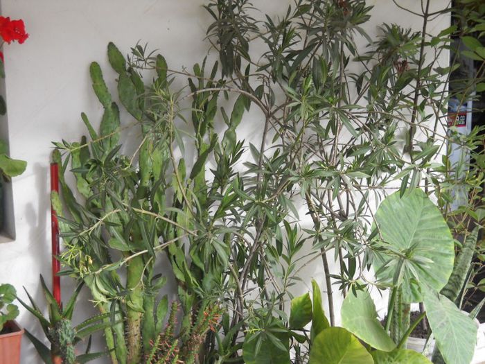 DSCN6743 - 0 floricele