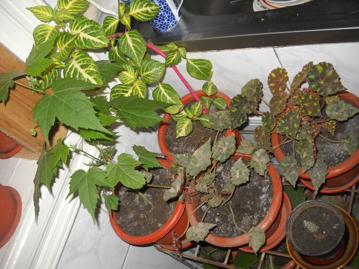 DSCN6763 - 0 floricele