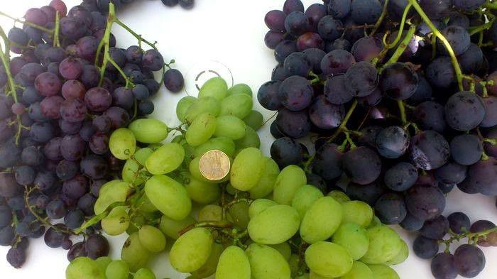 muscat hamburg, michele palieri si victoria