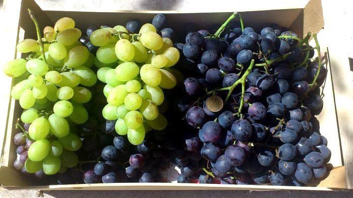 victoria si michele palieri