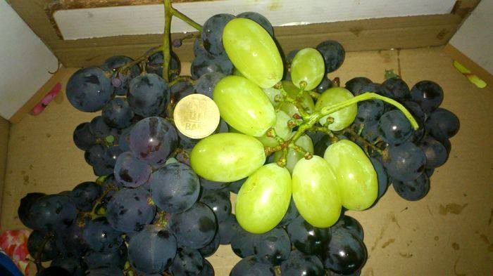 victoria si michele palieri