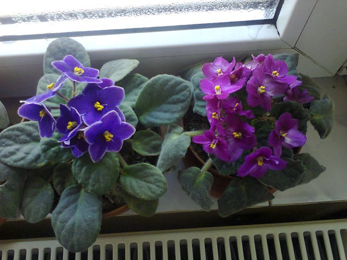 Fotografie1704 - VIOLETELE MELE