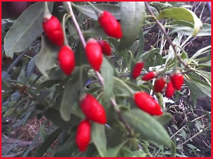 fruct de Goji Berry in gradina mea an 1 de la plantare - RED MOSMON