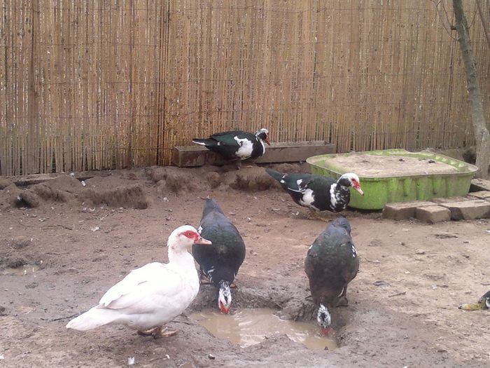 toamna 2013 - 17-rate- Lesesti sau mute -Muscovy ducks