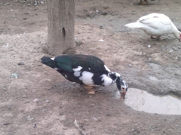 004 - 17-rate- Lesesti sau mute -Muscovy ducks