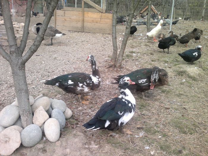 016 - 17-rate- Lesesti sau mute -Muscovy ducks