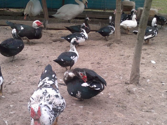 002 - 17-rate- Lesesti sau mute -Muscovy ducks