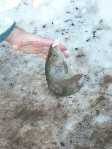 Picture 2529 - AVENTURA SOVATA IANUARIE 2014