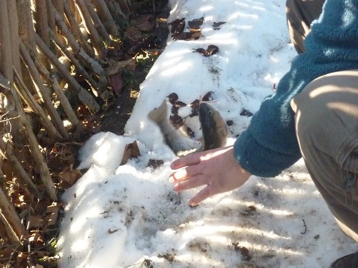 Picture 2530 - AVENTURA SOVATA IANUARIE 2014