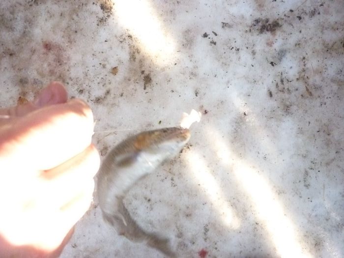 Picture 2531 - AVENTURA SOVATA IANUARIE 2014