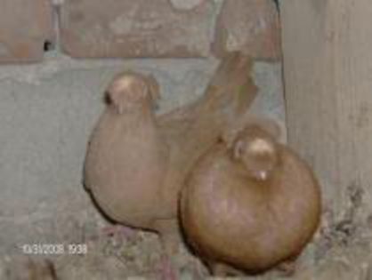 Jucatori Ardeleni Bimotati