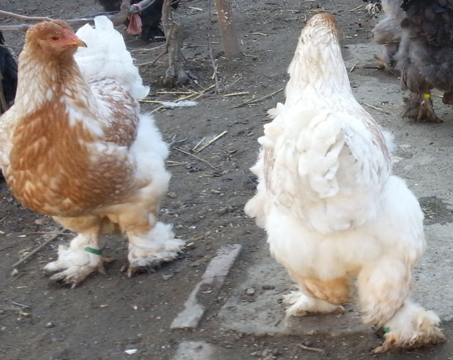 20140102_144902 - Pt Facebook