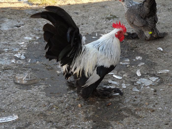 cocos 2012 - xMii de Flori Argintiu Vandut