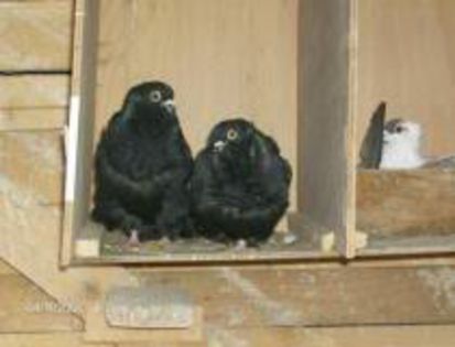 Pescarus de Ghioaca Dan