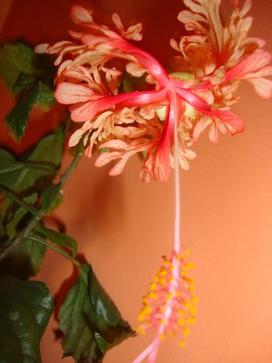  - hibiscusi