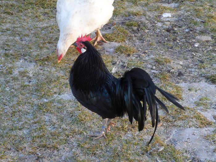 SAM_4570 - Gaina Pitica Germana Schwarz-Negru